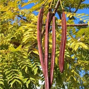Seed pods of a Gold Medallion Tree (Cassia leptophylla)